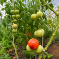 Hill Country Farm Fresh Tomatoes
