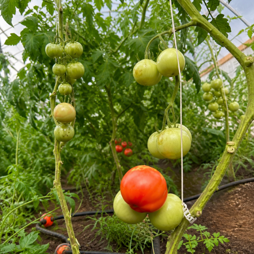 Hill Country Farm Fresh Tomatoes